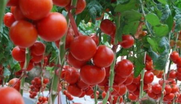 进入夏季，如何促进番茄坐果呢？