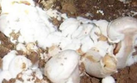 救救蘑菇，得了白腐病，该怎么办？