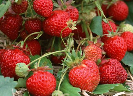 大棚草莓线虫病的发生与防治