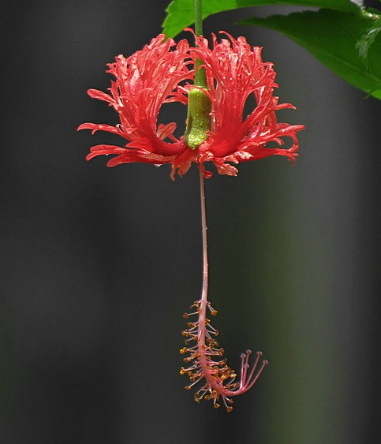 扶桑花根结线虫病怎样治