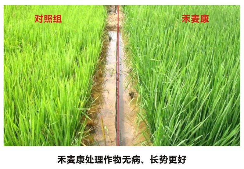 禾麦康2022D1
