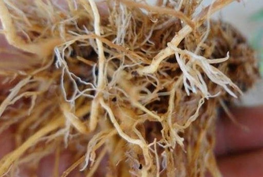 西红柿根结线虫用什么药好