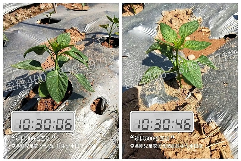 效果后.webp