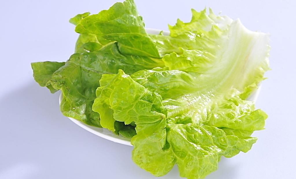 结球生菜以叶球紧密后采收为好,过早会影响产量,过迟则叶球内茎伸长图片
