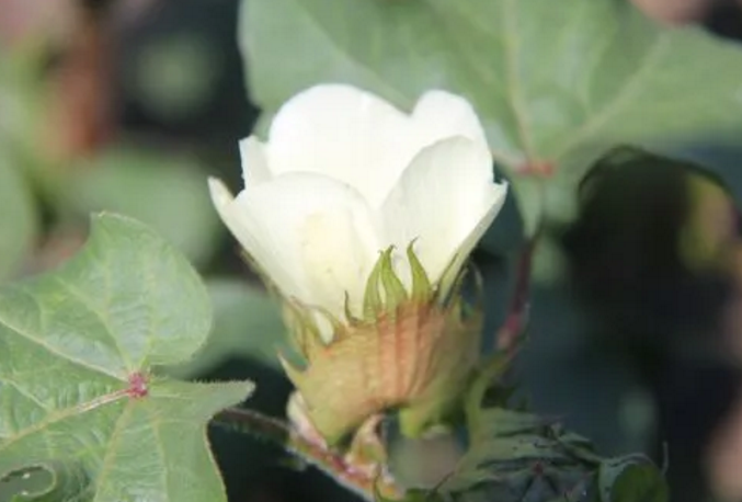 棉花