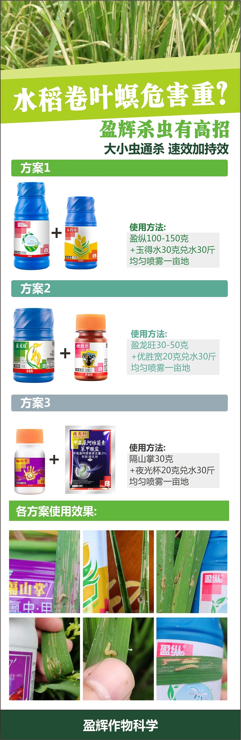 卷叶螟