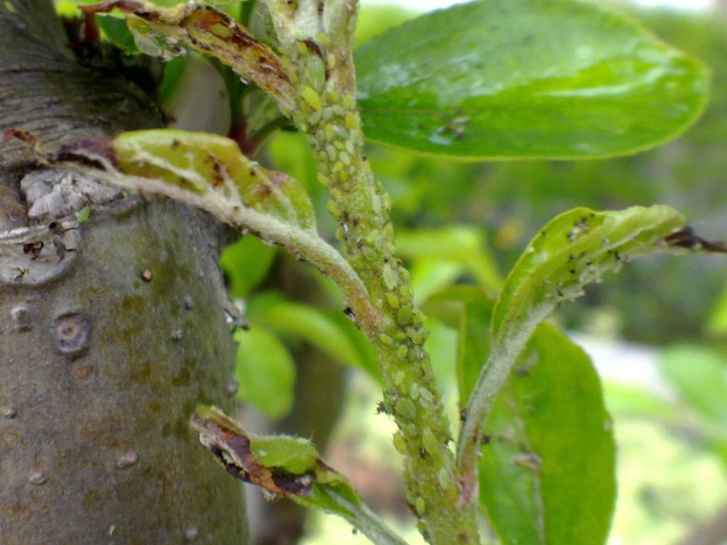 果树蚜虫怎么治？