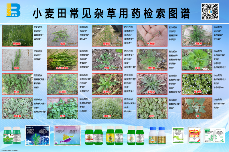 小麦田常见杂草用药检索图谱1(1)