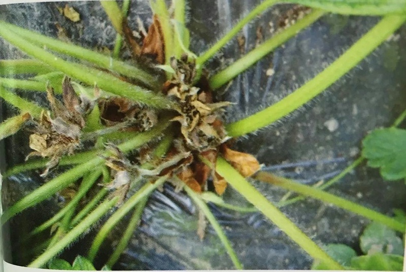 草莓芽枯病 草莓芽枯病