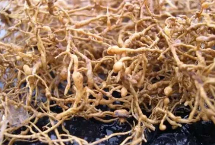 怎样判断是否患上柑橘根结线虫病