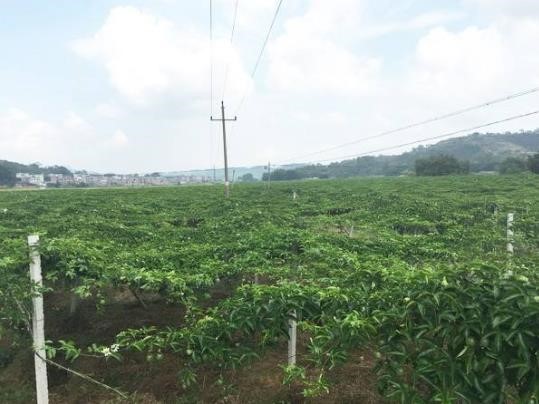 百香果在阳台如何种植才能长好