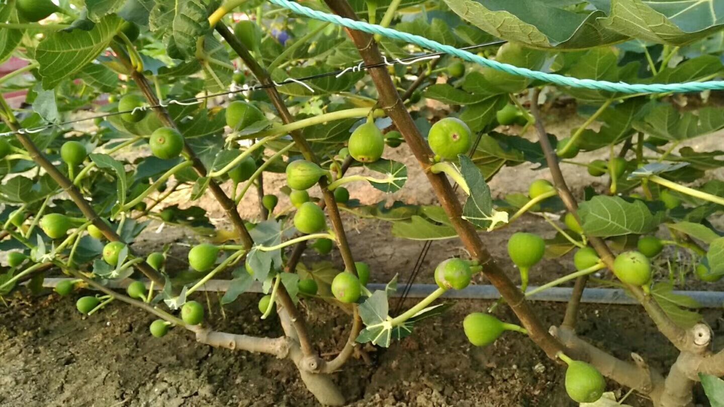 无花果树栽培的注意要点