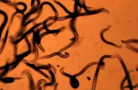 辣椒根结线虫防治与抗性育种研究进展