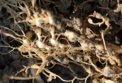 严重的根结线虫病怎么治