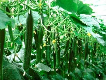 温室黄瓜根结线虫能去根吗