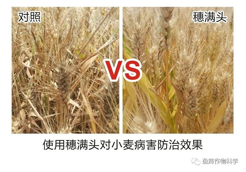 穗满头5 穗满头5