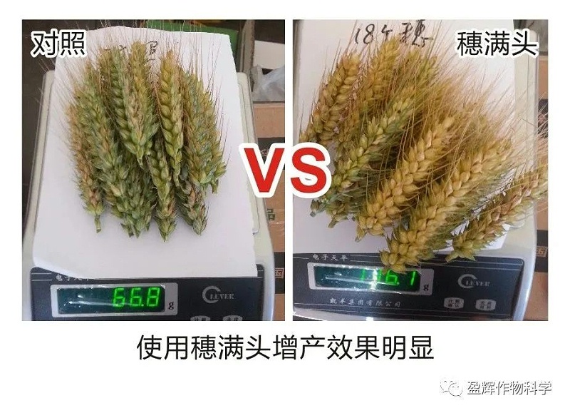 穗满头6