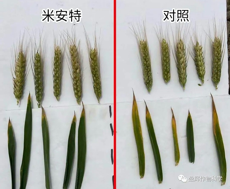 米安特1