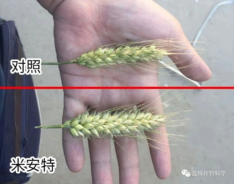 木安泰2