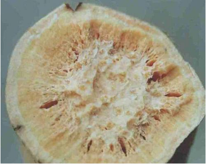 土豆线虫用什么药来