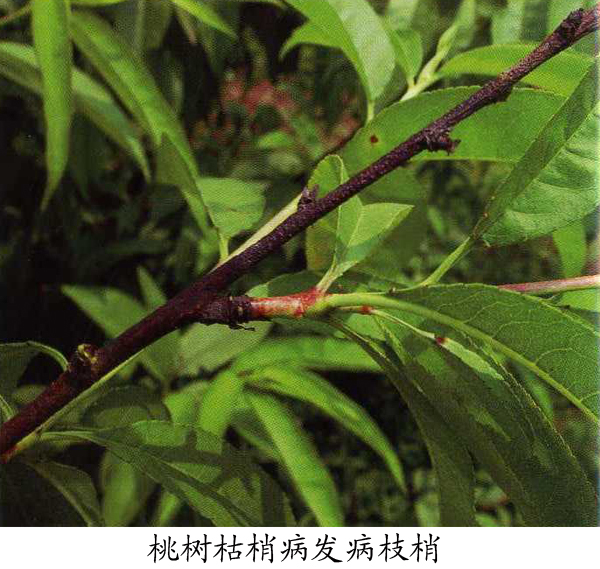 桃树枯梢病喷什么药
